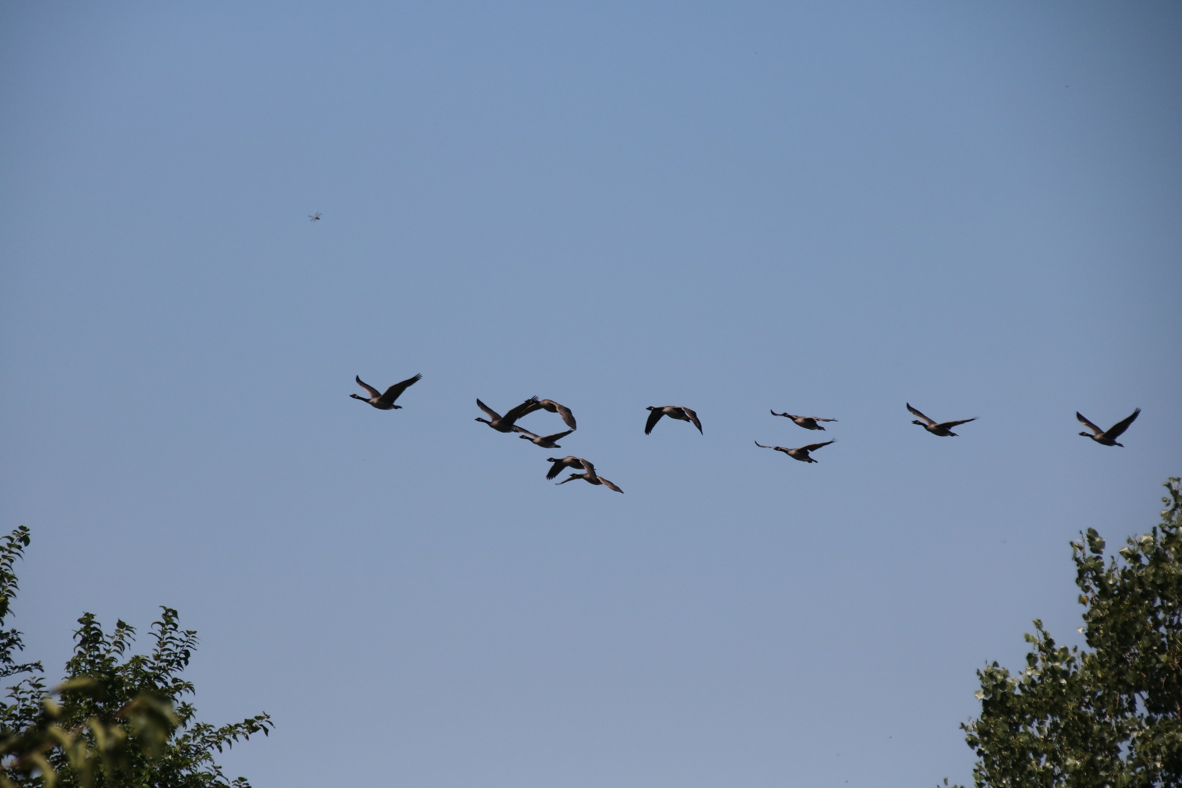 Geese in flight over the sanctuary