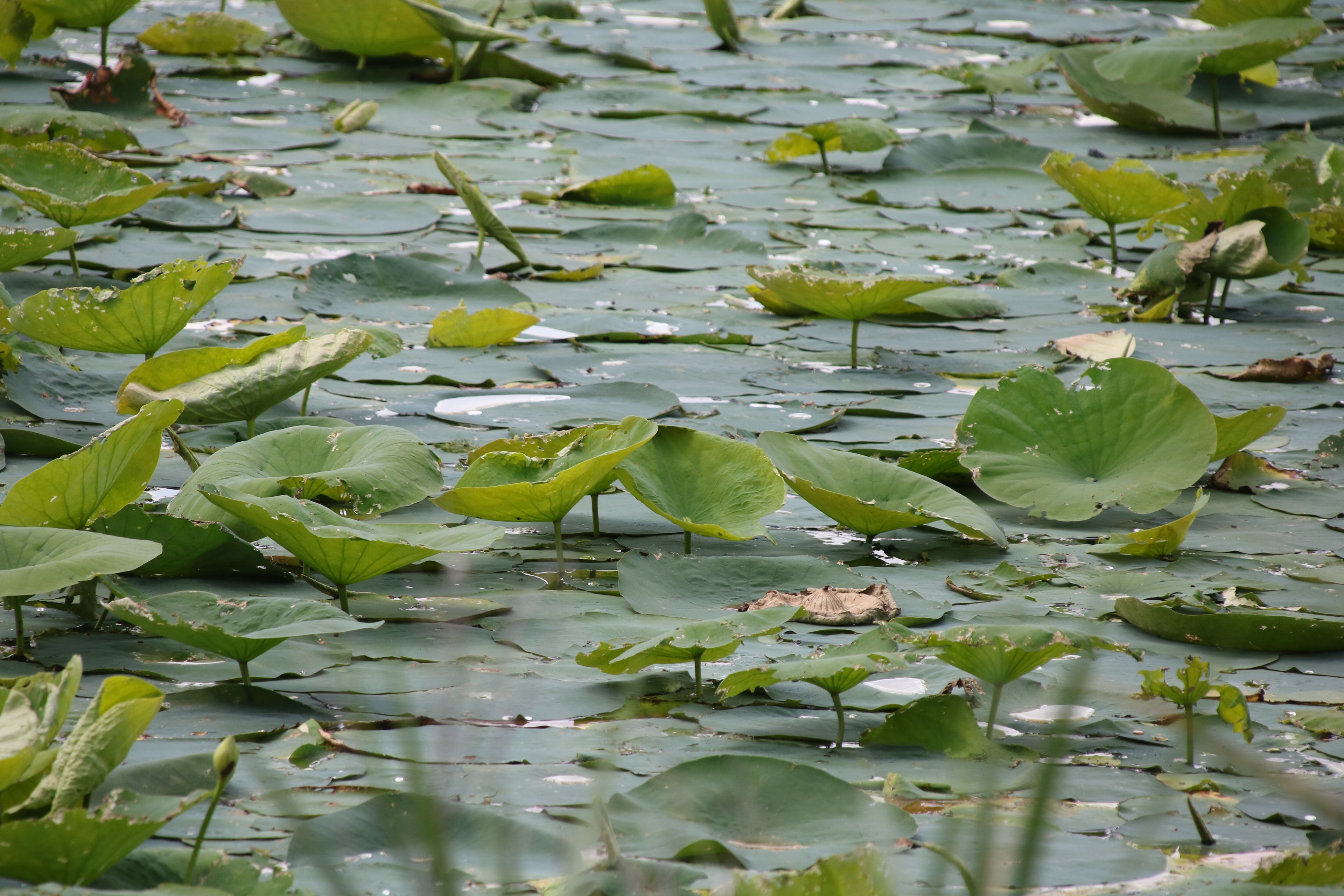 Sanctuary lily pads close up