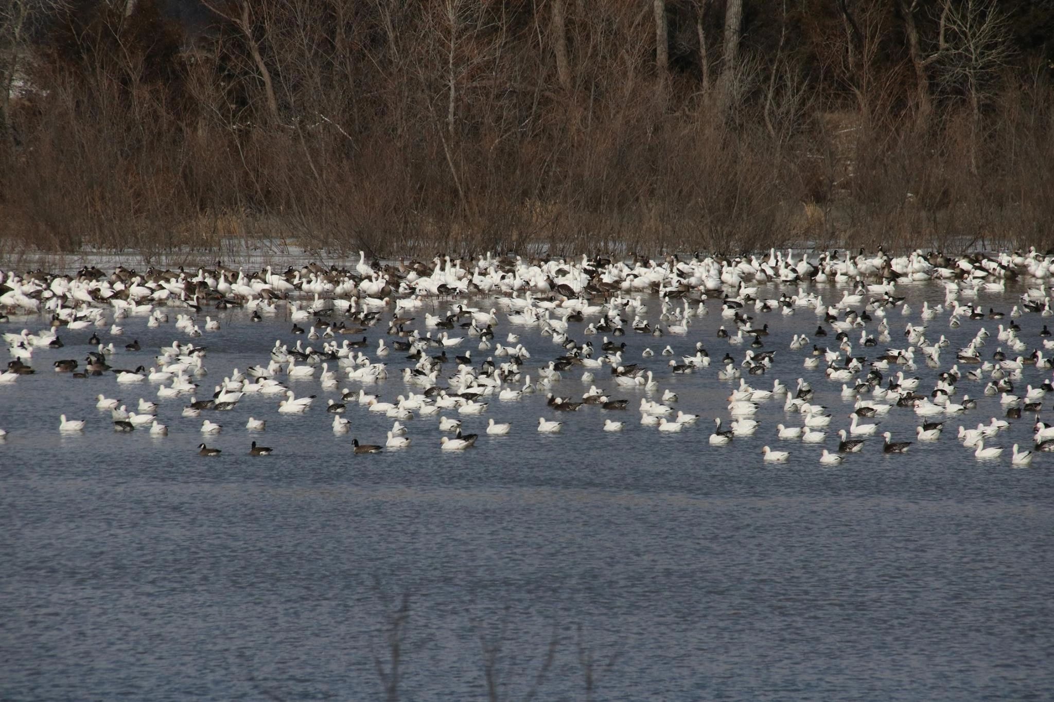 Serene wetlands pond with reeds and birds